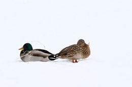 Two Mallard in the Snow