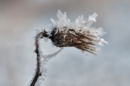 Ice Crystals