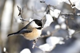 Chickadee