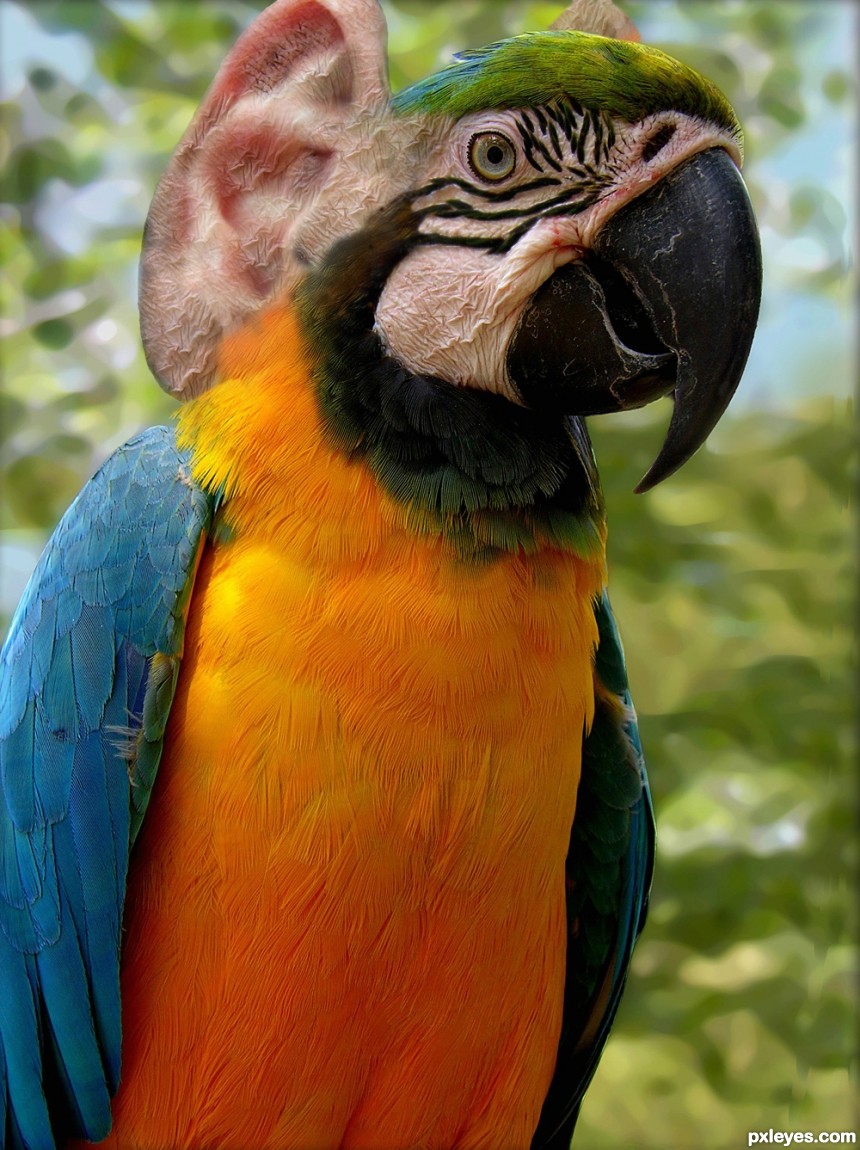 parrot photoshop picture)