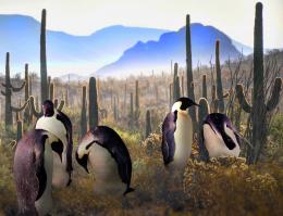 Mojave Penguins