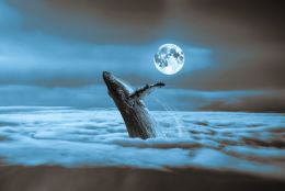 moonlit whale