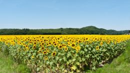 Sunflower field