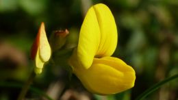 Broom flower