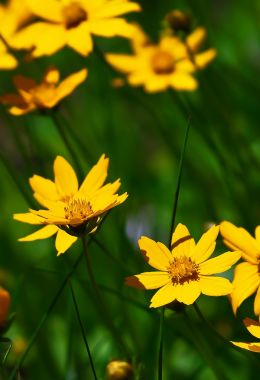 Field of Yellow