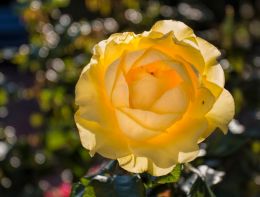 Yellow rose