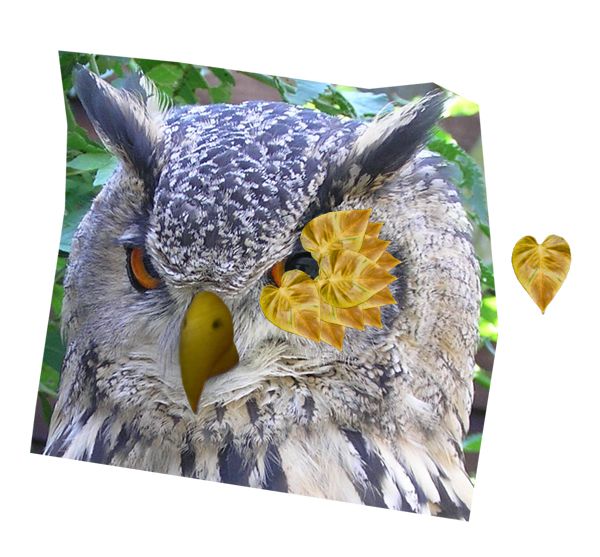 Creation of Golden Headed Owl: Step 2