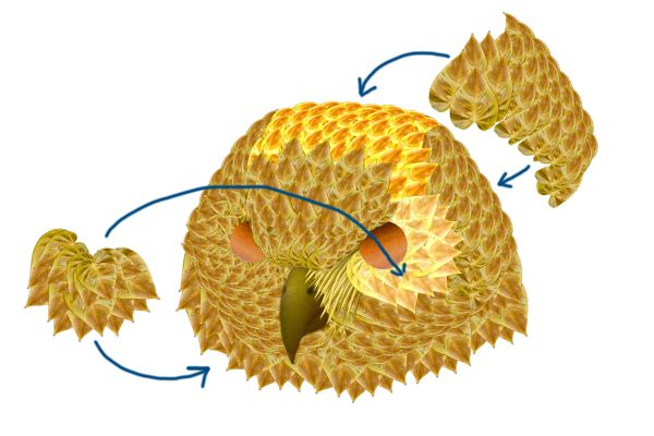 Creation of Golden Headed Owl: Step 5