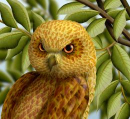 Golden Headed Owl