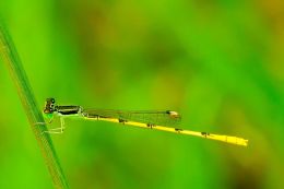 damselfly