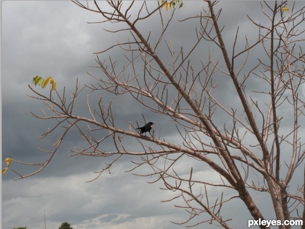 Creation of Red-winged Blackbird in Decimated Tree: Step 1