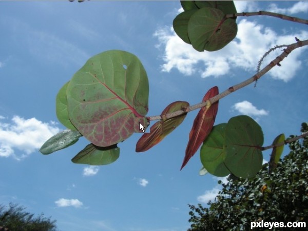 Creation of Benevolent Sea Grape Branch: Step 1