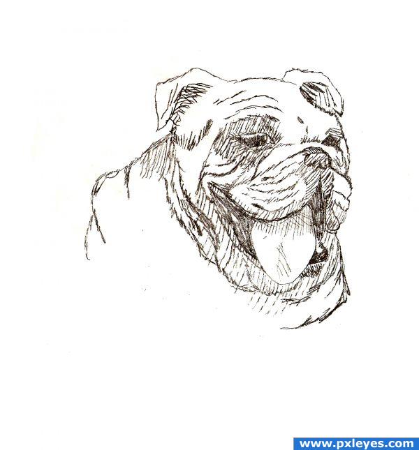 English Bulldog Sketches