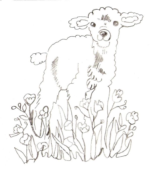 Draw Lamb