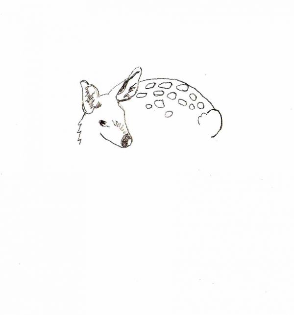 Simple Animal Drawings for Beginners