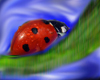 avatar ladybug