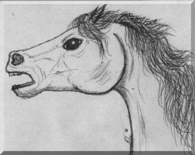 horse head sketches. Pen sketch of horse head.