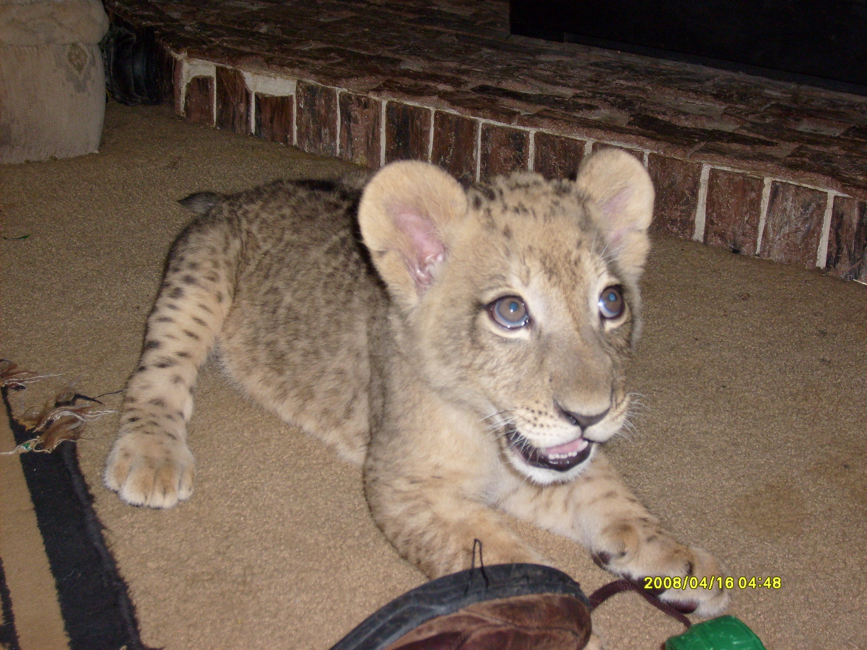 liger babies